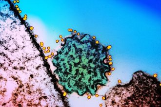 A Two-Antibody Cocktail Targets Two Of The World’s Deadliest Viruses