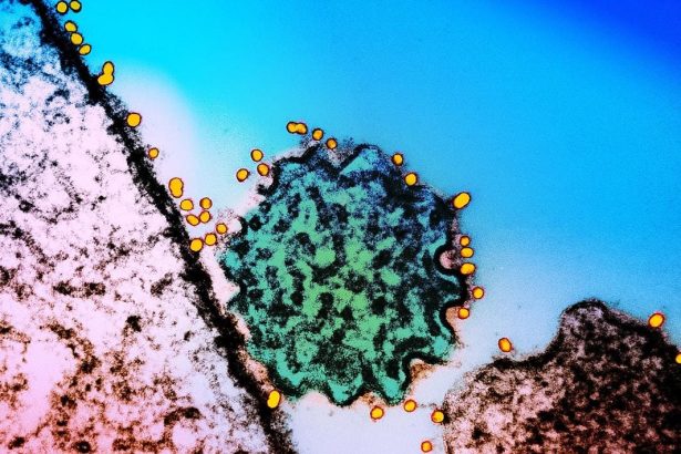 A Two-Antibody Cocktail Targets Two Of The World’s Deadliest Viruses