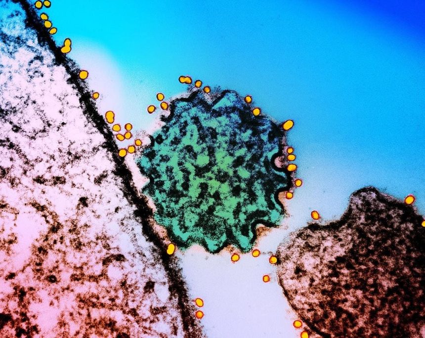 A Two-Antibody Cocktail Targets Two Of The World’s Deadliest Viruses