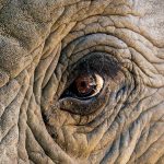 A ‘War’ Between Elephants And Humans Is Brewing in Southern Africa : ScienceAlert
