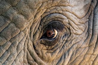 A ‘War’ Between Elephants And Humans Is Brewing in Southern Africa : ScienceAlert