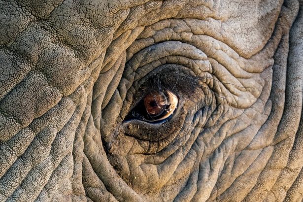A ‘War’ Between Elephants And Humans Is Brewing in Southern Africa : ScienceAlert