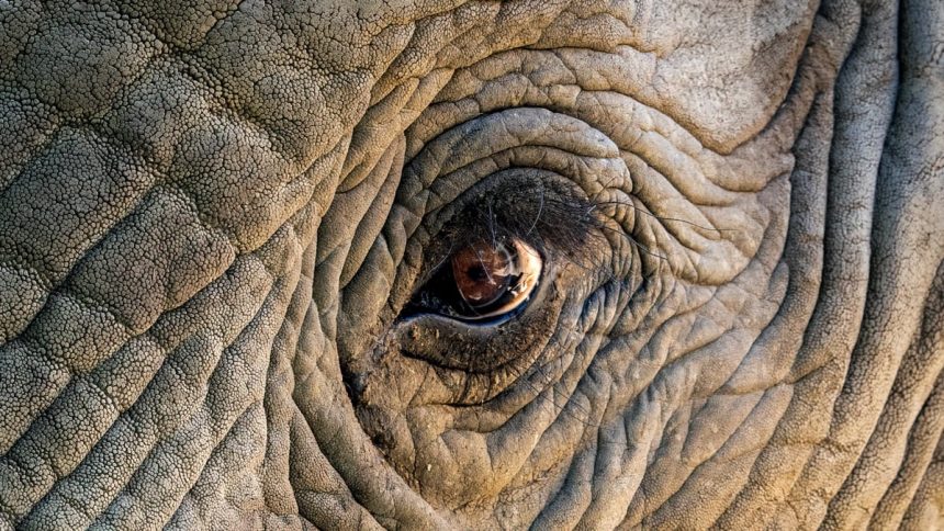 A ‘War’ Between Elephants And Humans Is Brewing in Southern Africa : ScienceAlert