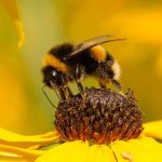 Bumblebee facial movements give clues to their inner lives