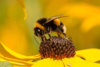 Bumblebee facial movements give clues to their inner lives