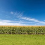 Corn Rallies on Wednesday, with Spillover Support