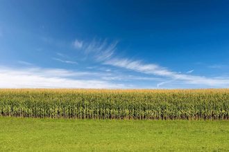 Corn Rallies on Wednesday, with Spillover Support