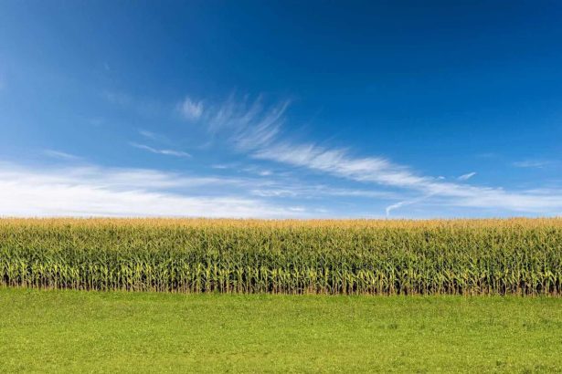 Corn Rallies on Wednesday, with Spillover Support