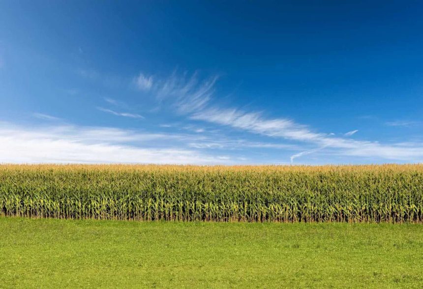 Corn Rallies on Wednesday, with Spillover Support