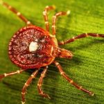 Deadly meat allergies from tick bites are on the rise. Should you be worried?