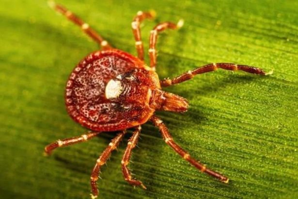 Deadly meat allergies from tick bites are on the rise. Should you be worried?