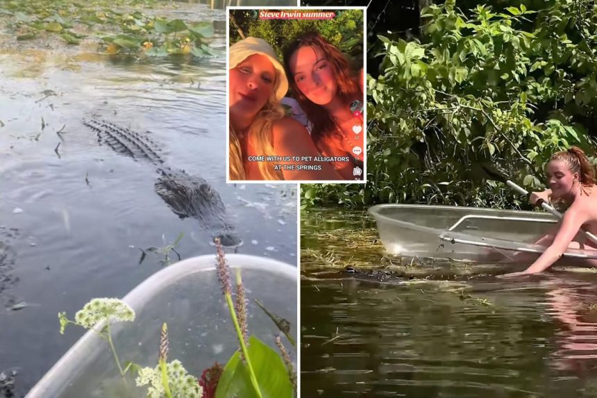 Dim-witted influencers pet alligators days after deadly attack