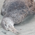 Farewell Spit petrel to be tested for bird flu