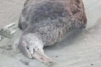 Farewell Spit petrel to be tested for bird flu
