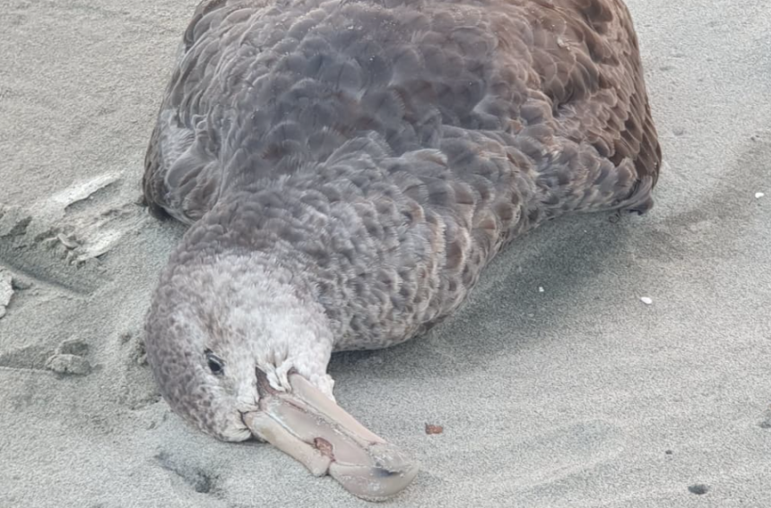 Farewell Spit petrel to be tested for bird flu