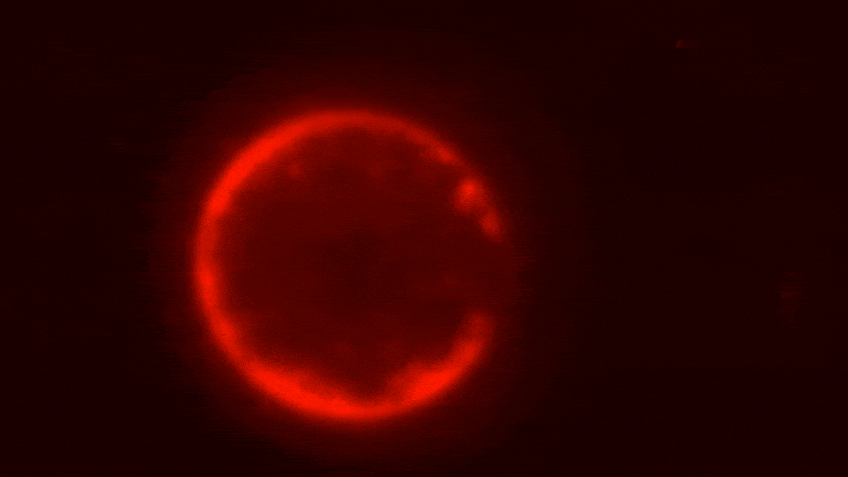 For The First Time, Scientists Say They’ve Built a Synthetic Cell From Scratch : ScienceAlert