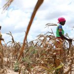 Global warming already causing crop losses of over  billion a year