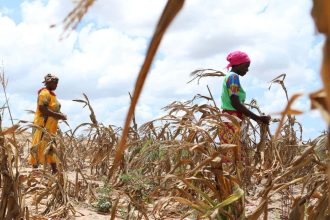 Global warming already causing crop losses of over  billion a year