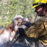 Goldie The Goat Provides Moral Support To Firefighters In Colorado