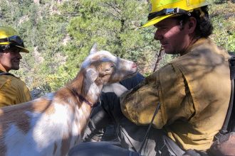 Goldie The Goat Provides Moral Support To Firefighters In Colorado