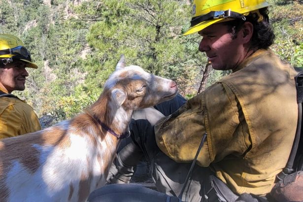 Goldie The Goat Provides Moral Support To Firefighters In Colorado