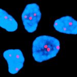 Injection halves risk of chromosome error common in older human eggs