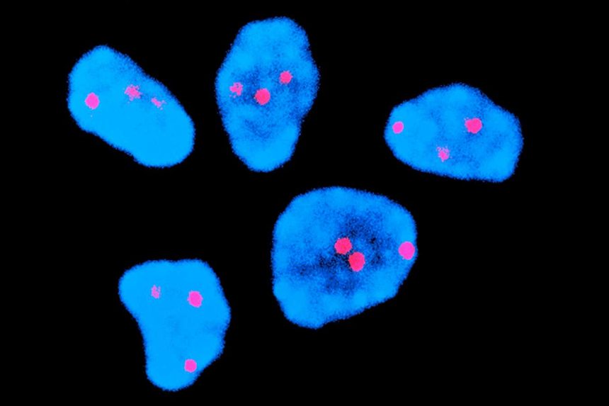 Injection halves risk of chromosome error common in older human eggs