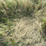 Katherine Wolkoff Meditates on Absence in Her Tender Photos of Deer Beds — Colossal