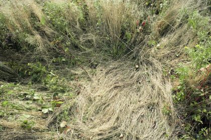 Katherine Wolkoff Meditates on Absence in Her Tender Photos of Deer Beds — Colossal