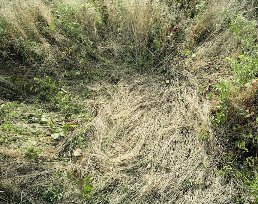 Katherine Wolkoff Meditates on Absence in Her Tender Photos of Deer Beds — Colossal