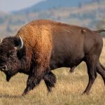 Massive bison tosses Yellowstone tourist into the air in shocking attack