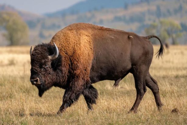 Massive bison tosses Yellowstone tourist into the air in shocking attack