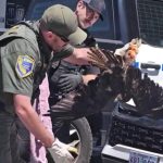 Massive hawk survives 200-mile ride stuck in car’s grille in Northern California