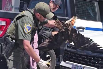 Massive hawk survives 200-mile ride stuck in car’s grille in Northern California
