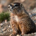 New OnlyFans Page Is Focused On … Marmots?!?