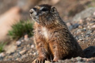 New OnlyFans Page Is Focused On … Marmots?!?