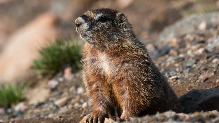New OnlyFans Page Is Focused On … Marmots?!?