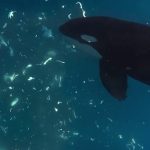 Orcas Keep Punching Giant Sunfish to Smithereens, And Scientists Are Mesmerized : ScienceAlert