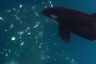 Orcas Keep Punching Giant Sunfish to Smithereens, And Scientists Are Mesmerized : ScienceAlert