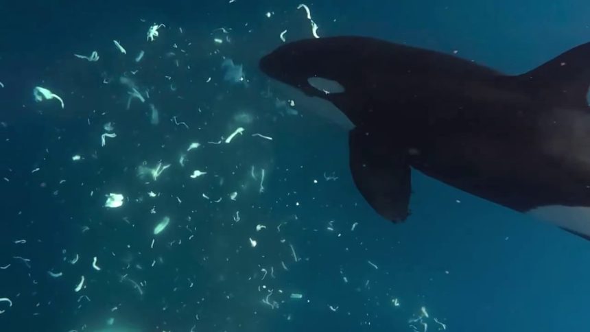 Orcas Keep Punching Giant Sunfish to Smithereens, And Scientists Are Mesmerized : ScienceAlert