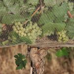 People are willing to pay more for climate-proof wine, study shows