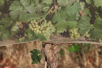 People are willing to pay more for climate-proof wine, study shows