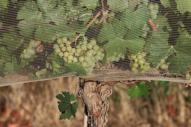 People are willing to pay more for climate-proof wine, study shows