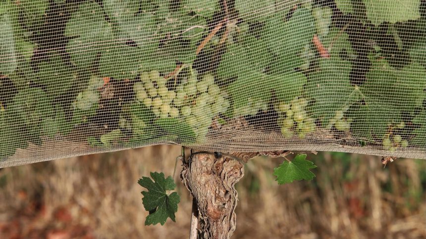 People are willing to pay more for climate-proof wine, study shows