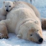 Rapid decline in Arctic sea ice