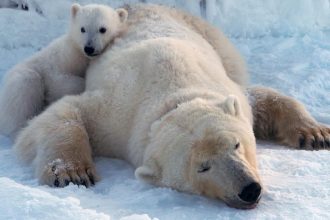 Rapid decline in Arctic sea ice
