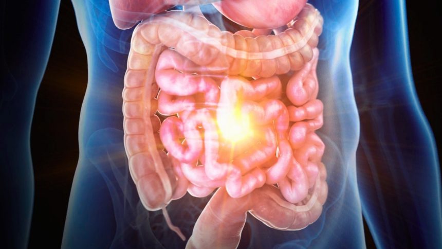 Scientists Create a ‘Gut-on-a-Chip’ That Reveals Hidden Drivers of Inflammatory Bowel Disease : ScienceAlert