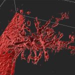Scientists Find a More Precise Way to Grow Artificial Blood Vessels, Using Magnets : ScienceAlert