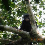 Scientists discover a ‘remarkable’ new monkey species with orange lips and a froglike roar