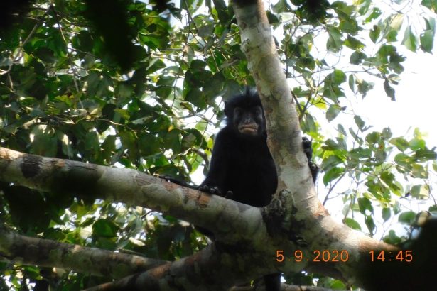 Scientists discover a ‘remarkable’ new monkey species with orange lips and a froglike roar